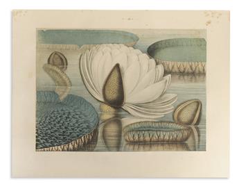 SHARP, WILLIAM. Victoria Regia; or the Great Water Lily of America.